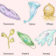 Protozoa