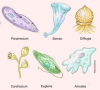 Protozoa